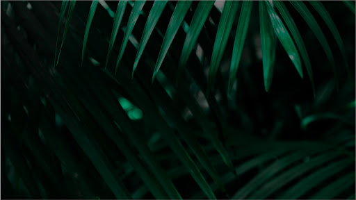 Monkey Wellness - Visual