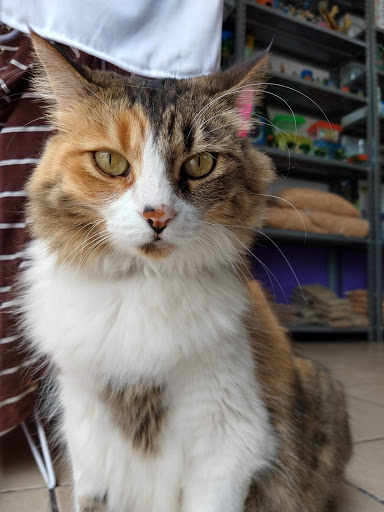 Hospital Veterinario Punto Mascota
