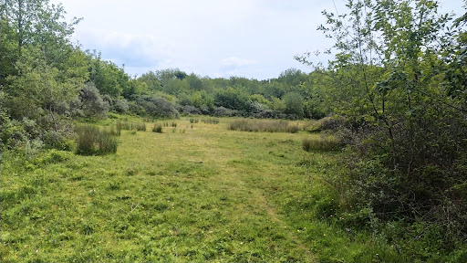 Candleston Woods - Thumbnail