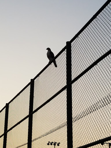Moore St Baseball Fields - Thumbnail
