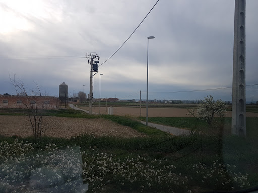 Boldu - Visual