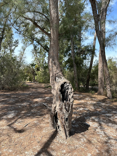 South Lido Lookout Bridge - Thumbnail