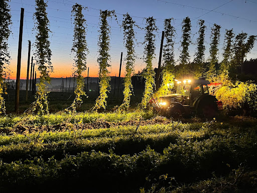 Pichlmeyer Hops - Visual
