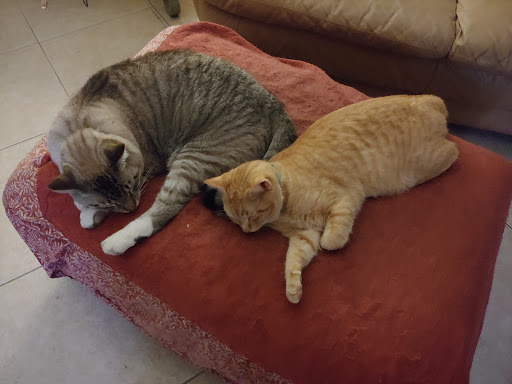 Martin Animal Clinic - Thumbnail