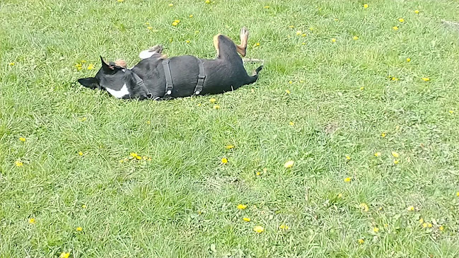 Geerbosstraat 1, 9090 Merelbeke-Melle