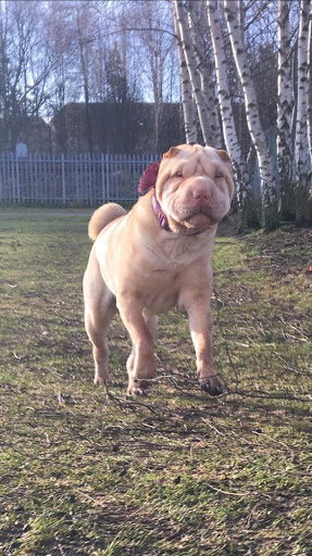 Dogs With Rosie - Thumbnail