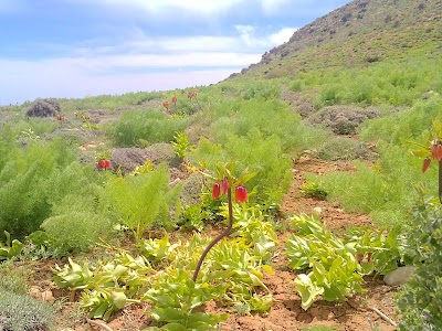 Photos of Amiriyeh