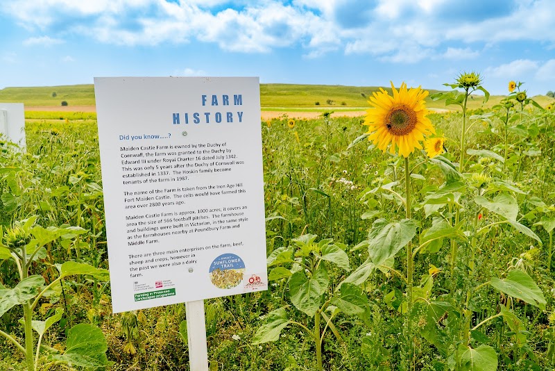 Maiden Castle Farm photo 2