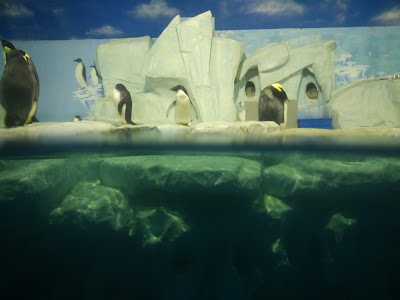 Photos of Tianjin Haichang Polar Ocean World