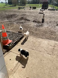 Photo n°2 de Chez Rafale et Rebelle à Ibigny (Éleveur de chats)