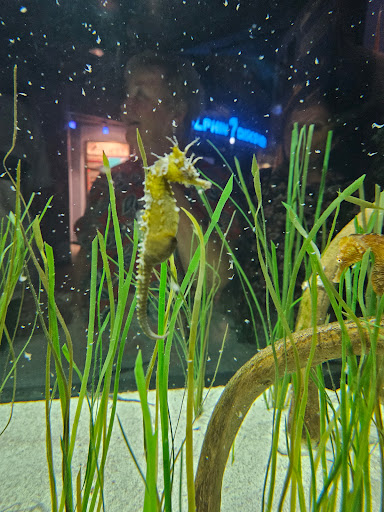 Aquarium Gift Shop - Thumbnail
