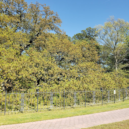 Emancipation Oak - Visual
