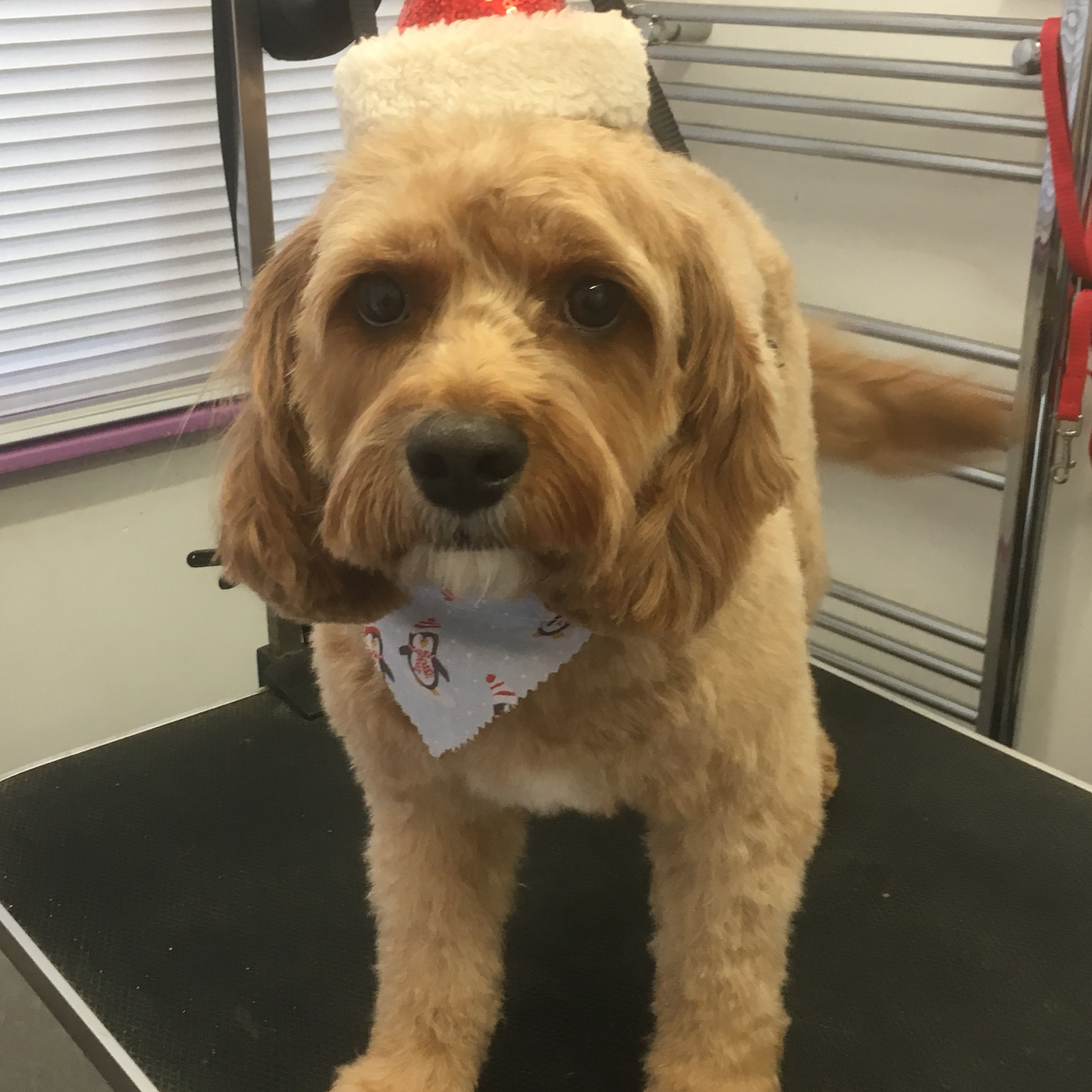 Dog Grooming by Sarah Horsford Norwich Pet Groomer in Horsford