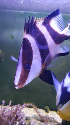 Sweet's Saltwater