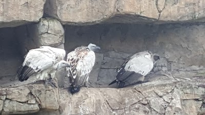 Photos of African Bird of Prey Sanctuary