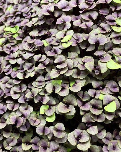 Fresh AF Farms Microgreens & Sweet AF Lollipops - Thumbnail