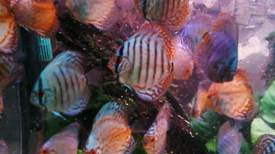 Megadiscus di Tommaso Lo Gatto