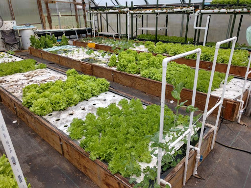 P & C Berries - Greenhouse & Flowers - Thumbnail