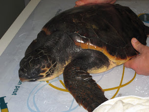 Photo n°20 de Clinique vétérinaire des Vallées à Ajaccio (Clinique vétérinaire)