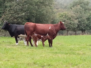 Photo n°5 de La ferme de penhaudan (poulets,oeufs, agneaux) à Pont-Scorff (Ferme d'élevage)