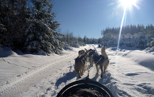 Photo n°13 de Elevage Alaskan Malamute Of Lapland Polarlights à Saint-Stail (Éleveur de chiens)