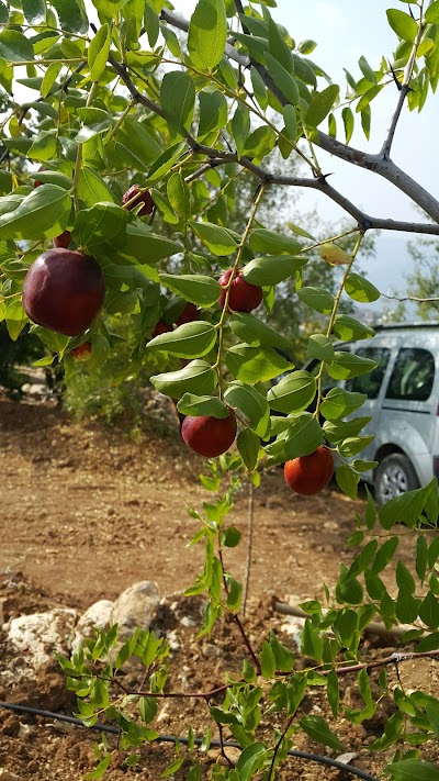 Ptt-sarıkaya Şubesi