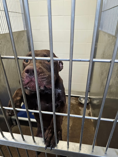 Lexington Humane Society - Thumbnail