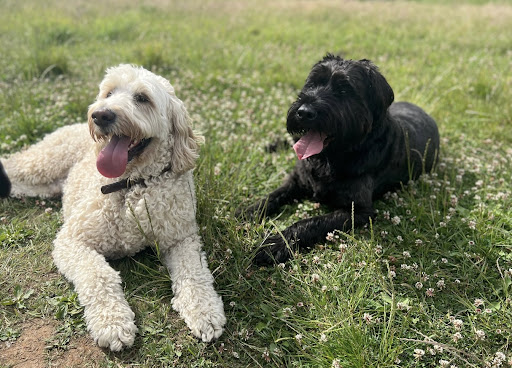 The Dog Club Leamington Spa