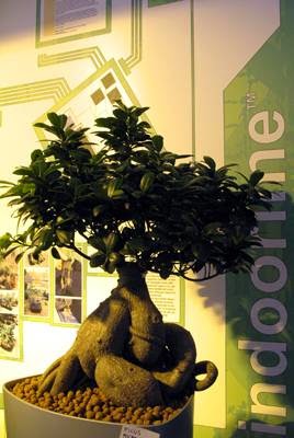 Indoorline - Thumbnail