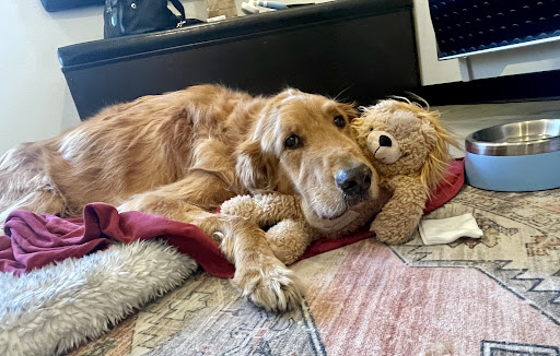 Peacefully at Home Vet Services - Thumbnail