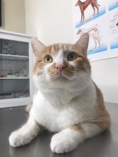 Mascotic Veterinaria - Thumbnail