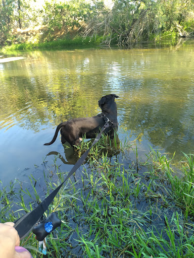 Putah Creek Riparian Reserve - Thumbnail