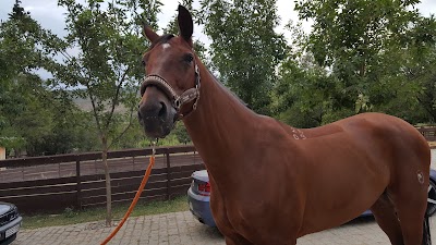 photo of Akhalubani Equestrian centre