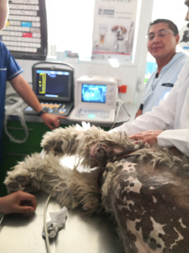 Hospital Veterinario FMVZ - UMA