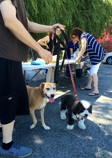 Low Cost Pet Vaccines Whitnall Off Leash Dog Park