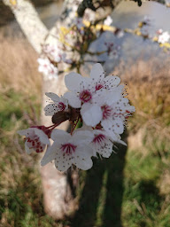 Photo n°12 de Chambre aux portes de Laval à Entrammes (Hébergement d'intérieur)
