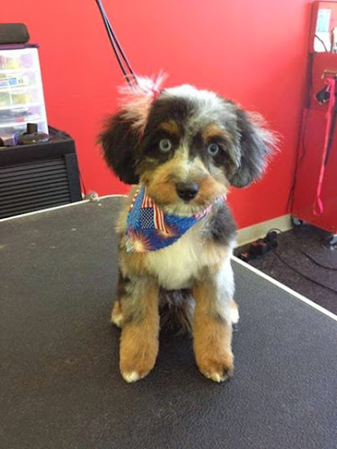 Dog Spaw | Kent Profile Image