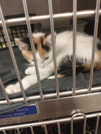 Lexington Humane Society - Thumbnail