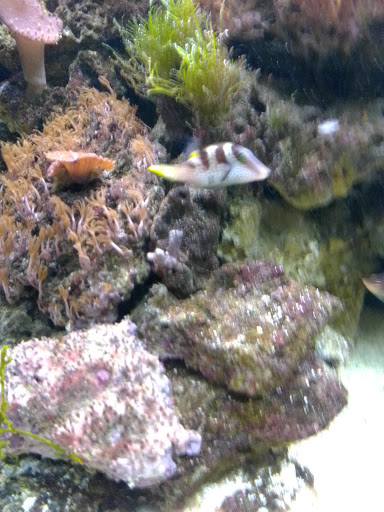 The Aquarium - Fish Anzin - Thumbnail