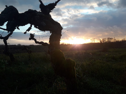 Photo de Domaine de Brousse à Cahuzac-sur-Vère (81140)