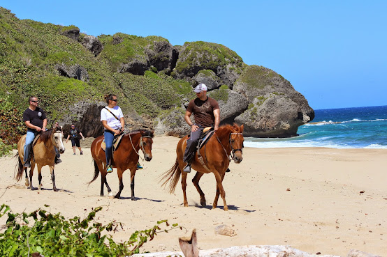 Tropical Trail Rides by null
