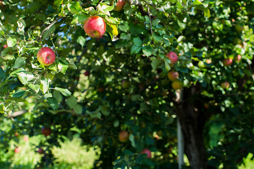 Sacia Orchards Apple Market & Bakery - Thumbnail