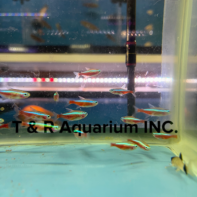 T & R AQUARIUM INC