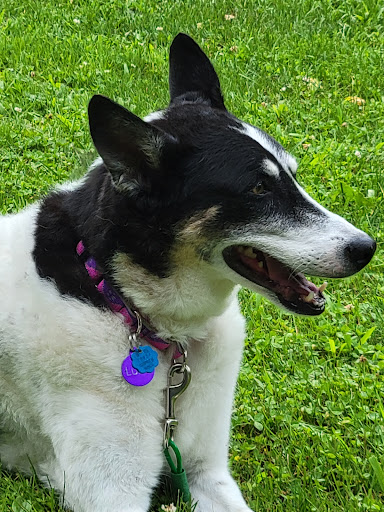 Animal Care Sanctuary - Thumbnail