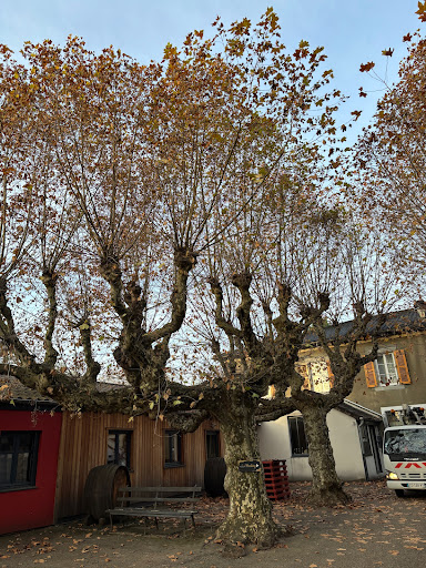 🌼 Entretien & Création de Jardin 🍀 Duvernay Paysage s’occupe de tout !