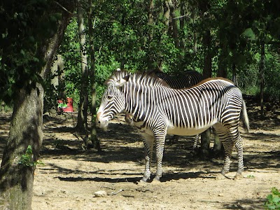 The Jackson Zoo