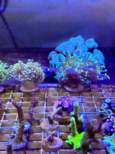 Aquatic Underworld - Visual