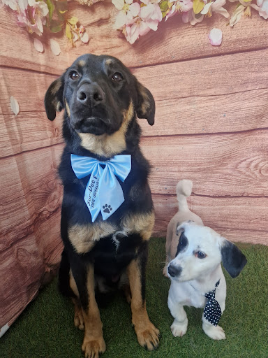 Fur-Doo's dog grooming spa