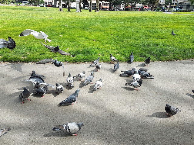 Washington Square Park