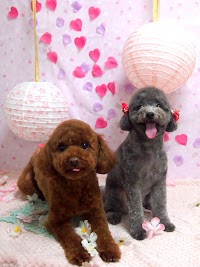 ラブワンコ中央店